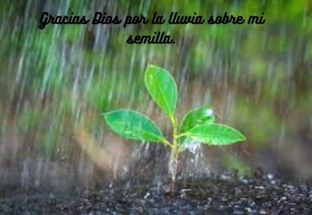 Lluvia en la Semilla #1