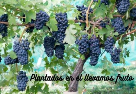 Árboles