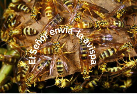 Lo Escondido ( La avispa)